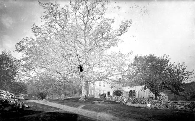 The Oaks at the Park Homestead, Windham NH. Baldwin Coolidge Photograph Courtesy of SPENA
